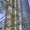 都庁と新緑