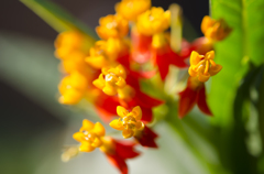 夏の花