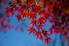 長沼公園　紅葉