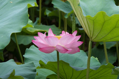 大きな葉っぱに大きな花