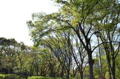 日比谷公園２０１４・４・１１