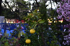 靖国神社