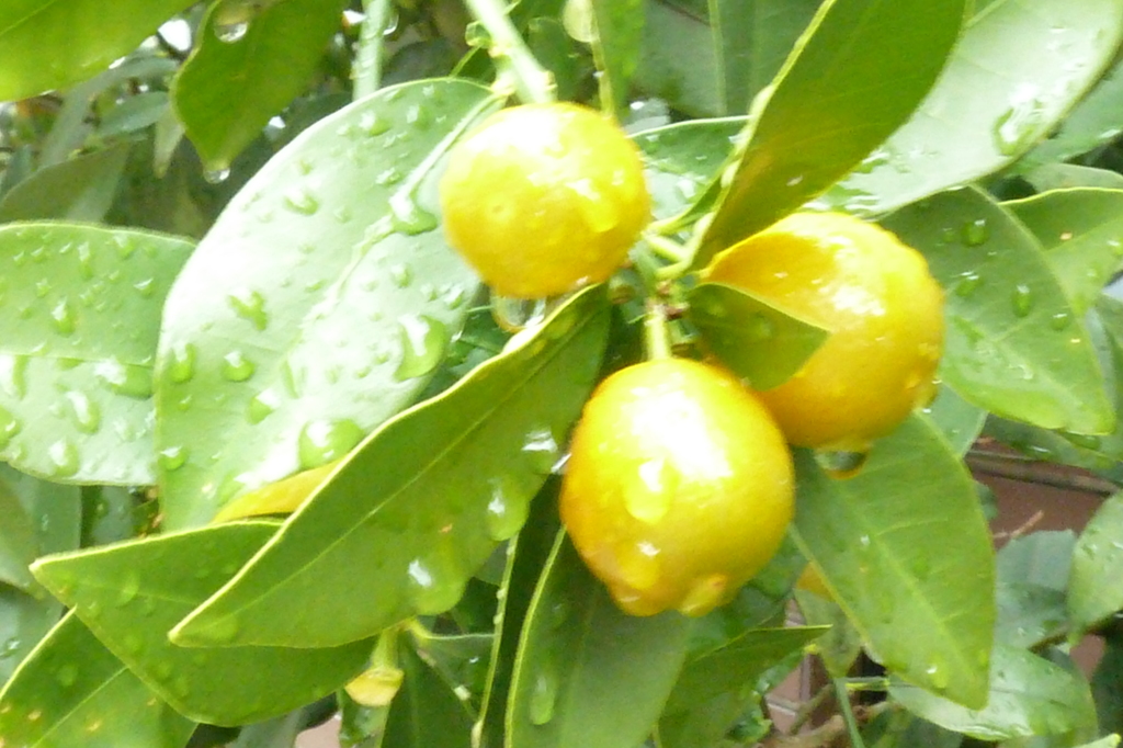 P1000169