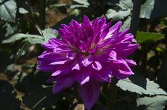 神代植物公園　ダリア