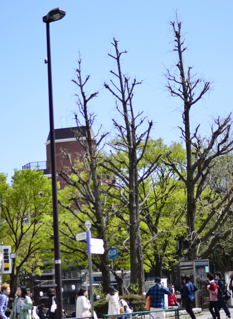 ２０１４．４．４　代々木公園