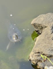 芝離宮の鯉