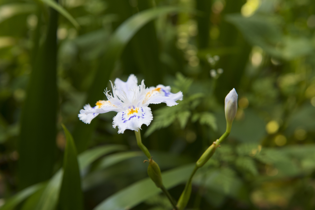 狭山丘陵に咲いていた花