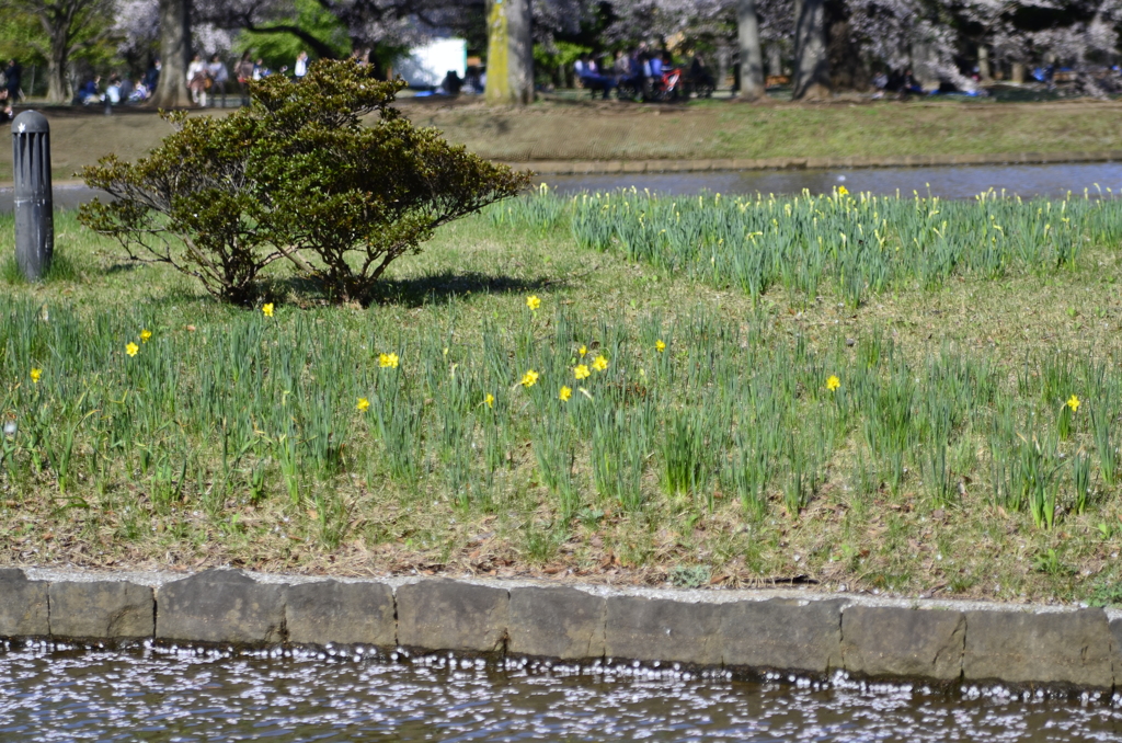 ２０１４．４．４　代々木公園