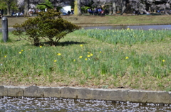 ２０１４．４．４　代々木公園