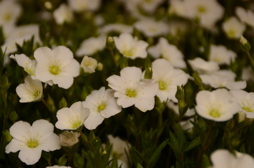 春の花