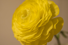 黄色い花　薔薇ではないです