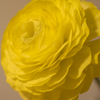 黄色い花　薔薇ではないです