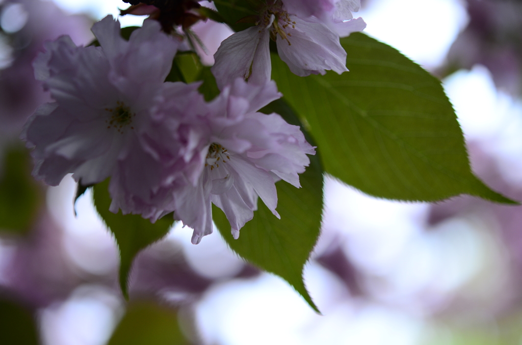 春の花