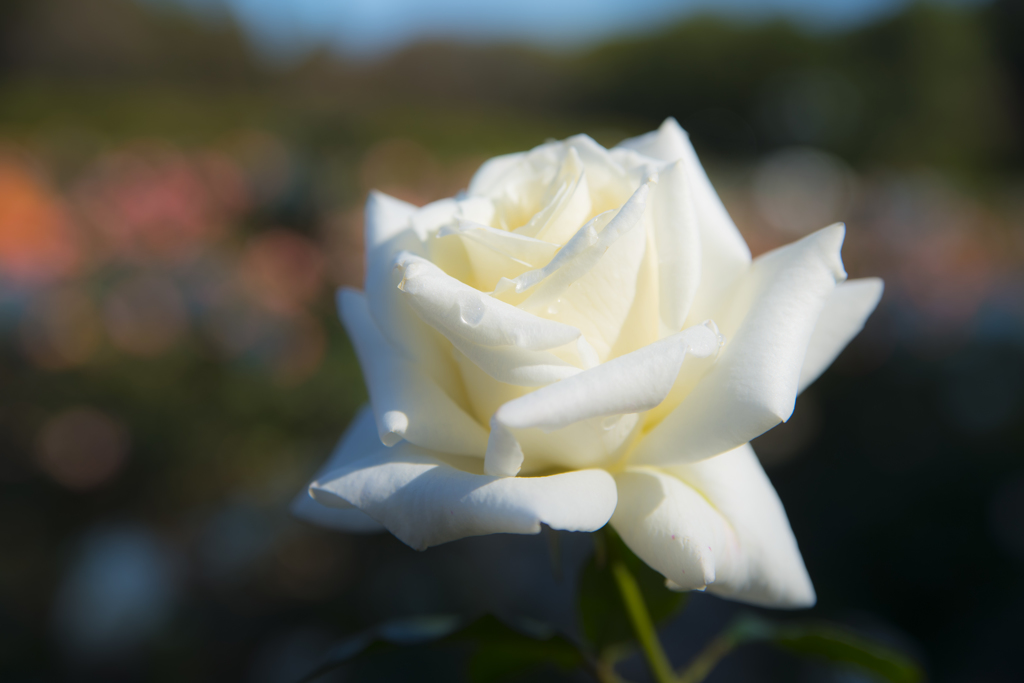 神代植物公園　秋薔薇