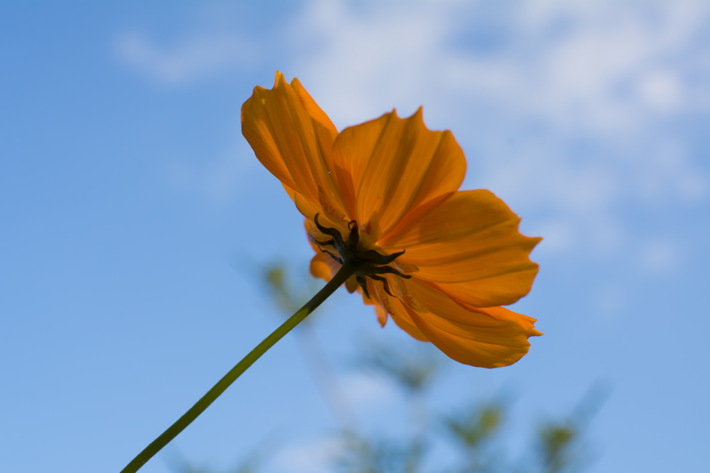 芦花公園　キバナコスモス