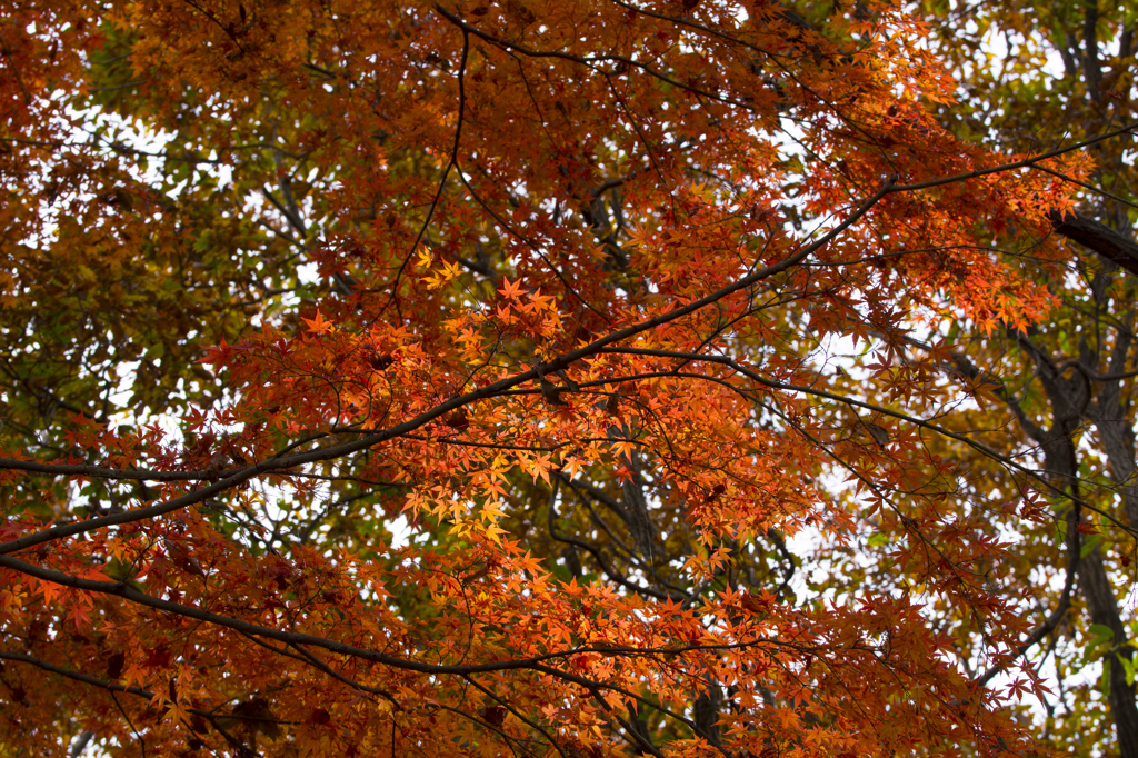 長沼公園　紅葉