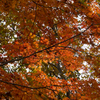 長沼公園　紅葉
