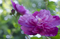 夏の花