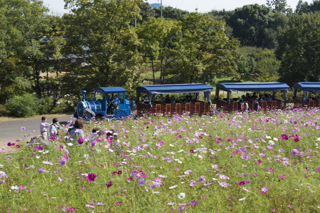 昭和記念公園　お花見列車