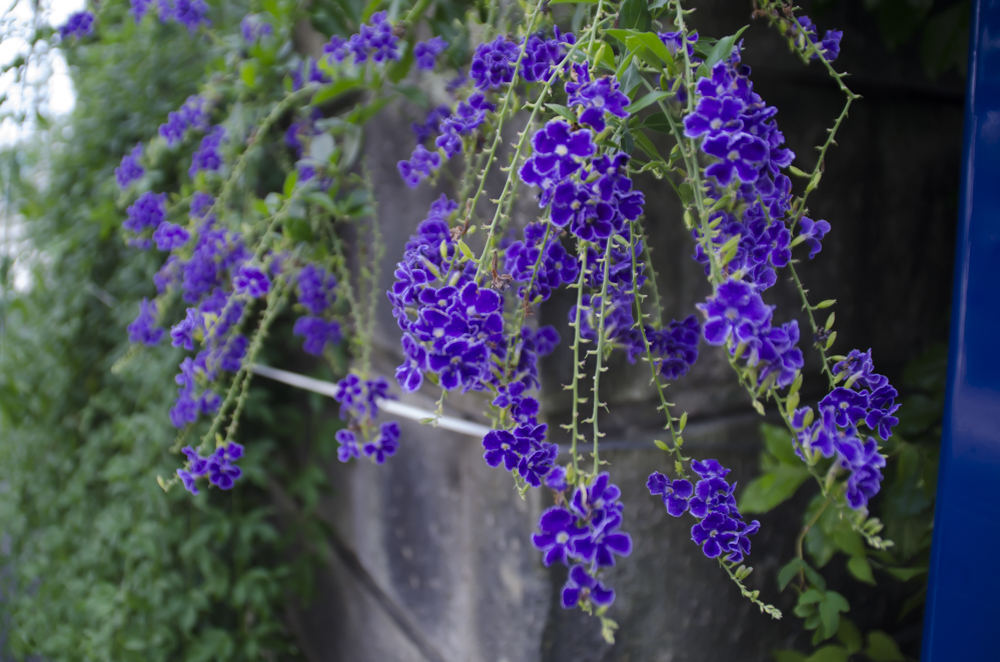 夏の花