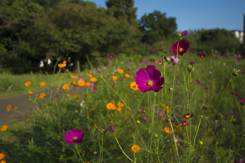 芦花公園　コスモス