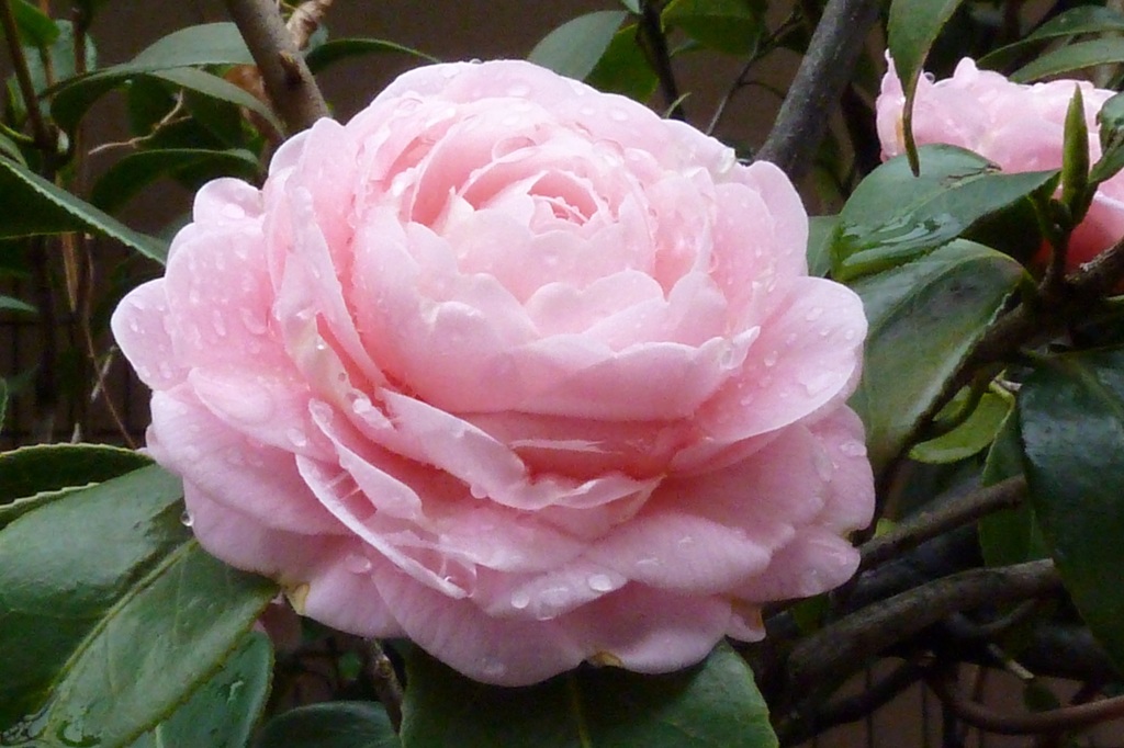 P1000192_1
