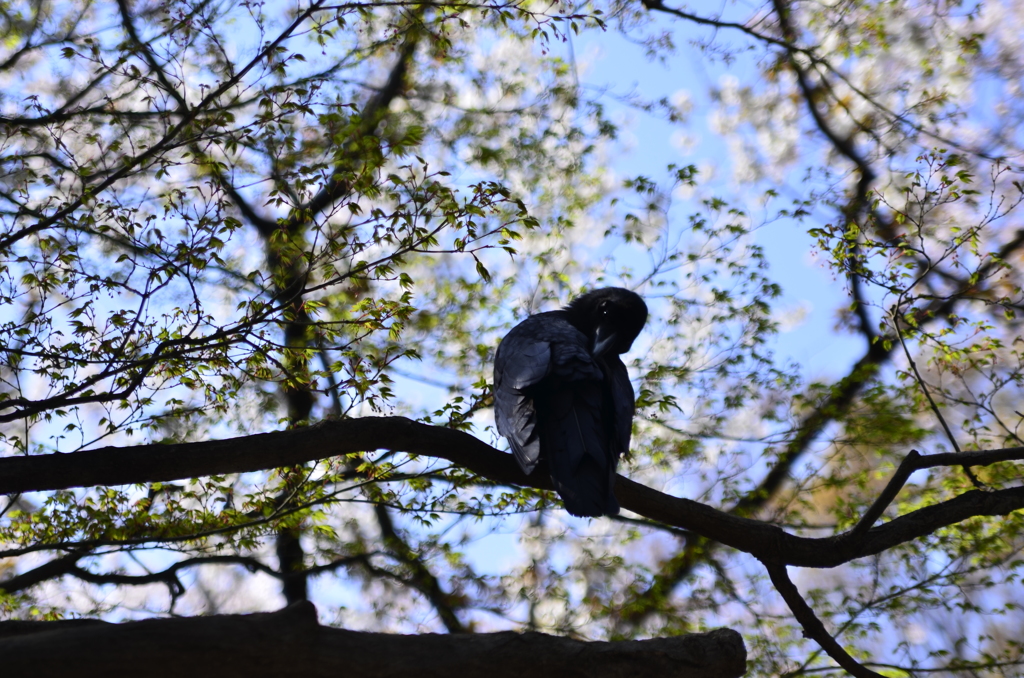 ２０１４．４．４　代々木公園