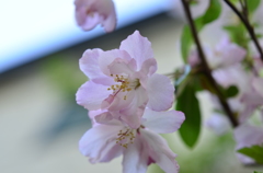 春の花 