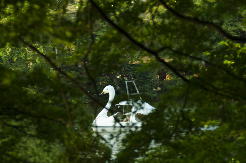 井の頭公園のスワンのオス