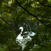 井の頭公園のスワンのオス