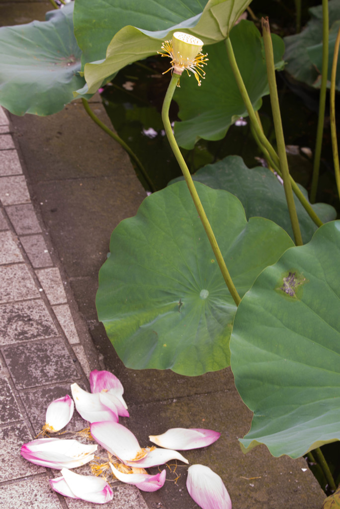花の命