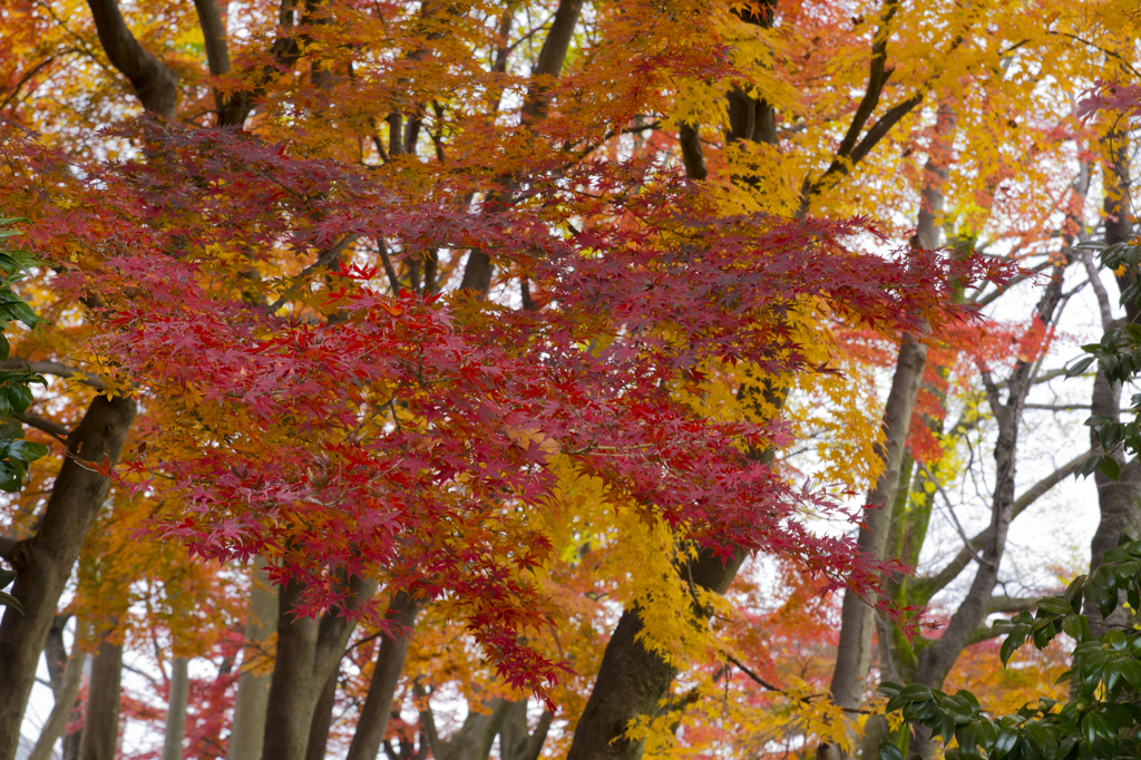 長沼公園　紅葉