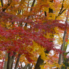 長沼公園　紅葉