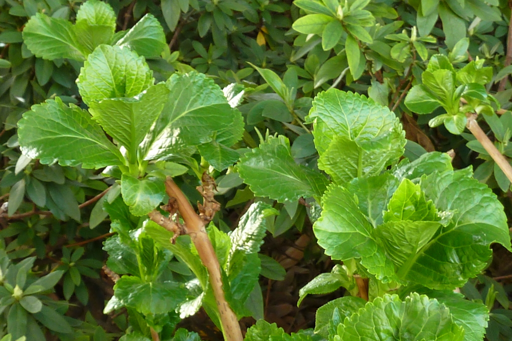 P1000109
