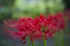 神代植物公園　彼岸花