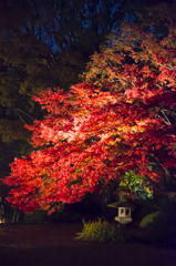 六義園　紅葉ライトアップ