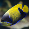 熱帯魚