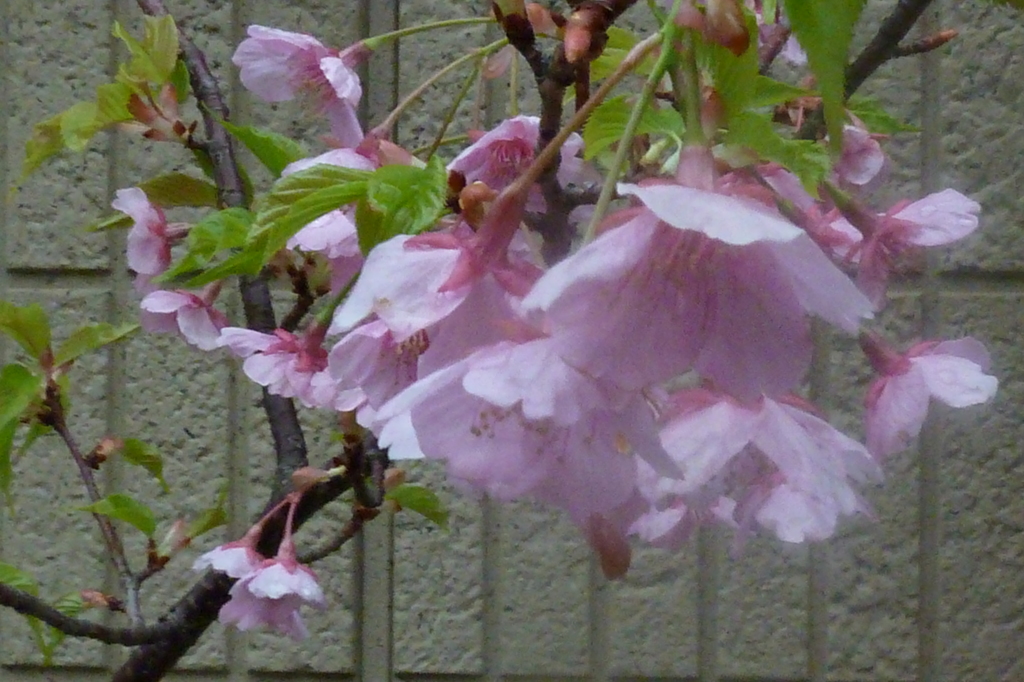 P1000267