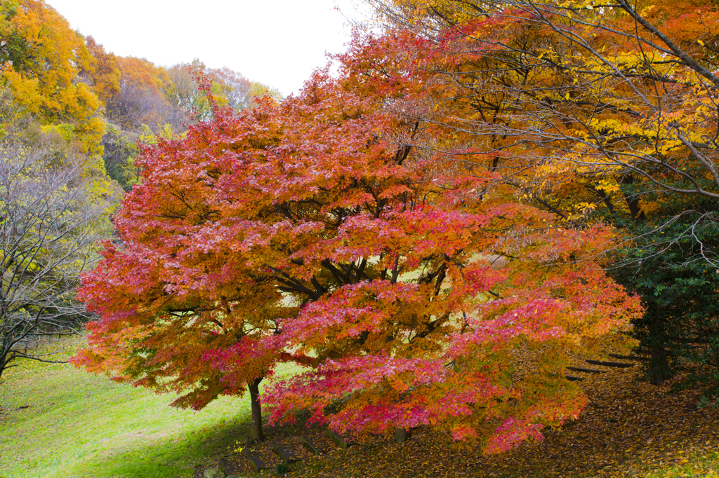 長沼公園　紅葉