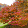 長沼公園　紅葉