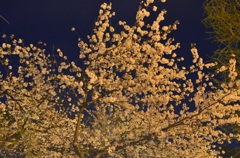 靖国神社　夜桜