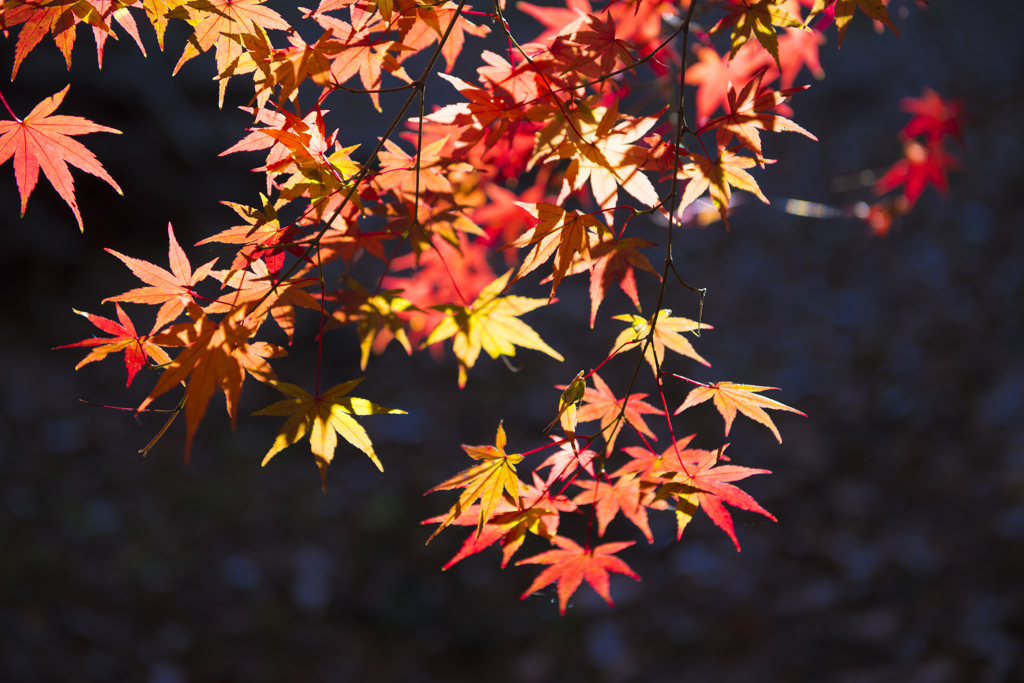 長沼公園　紅葉