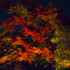 六義園　紅葉ライトアップ