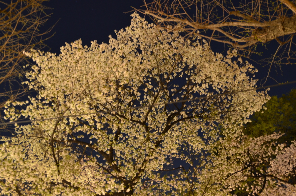 靖国神社　夜桜