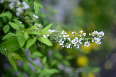 春の花