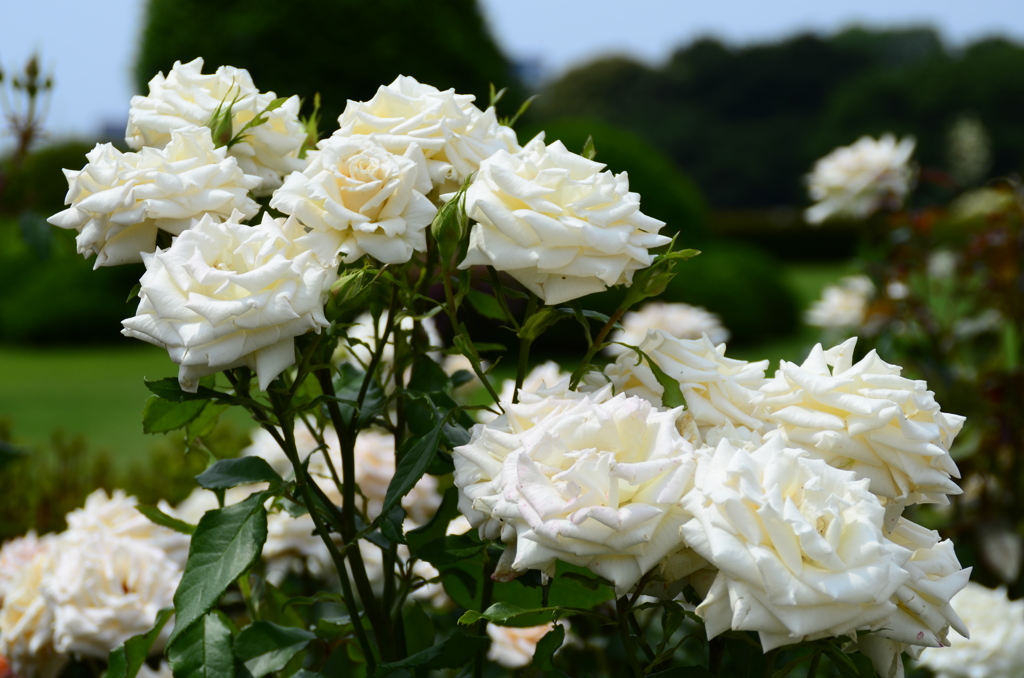 新宿御苑にて　白い薔薇