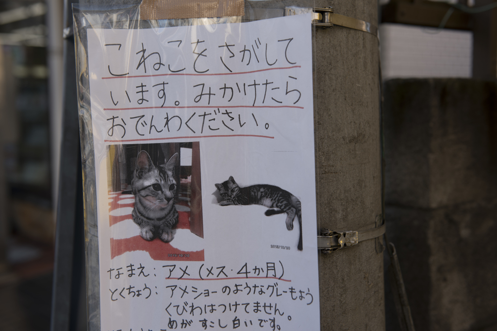早く見つかるといいね