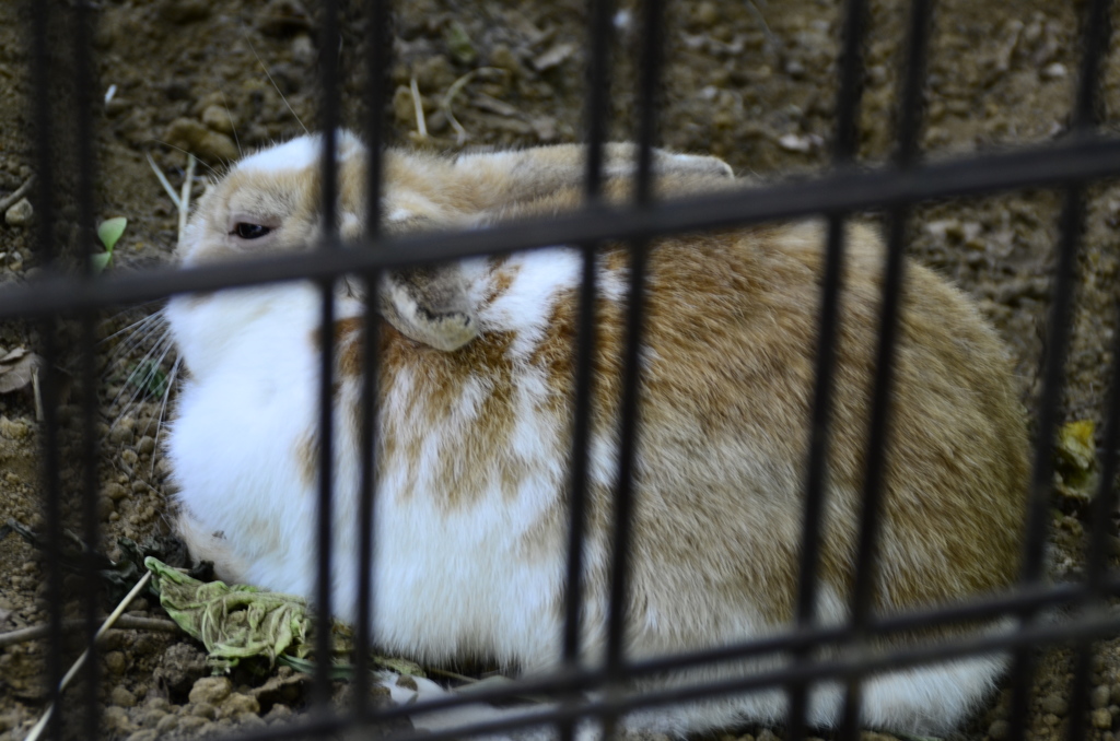 新宿中央公園の捨てうさぎのひろこ