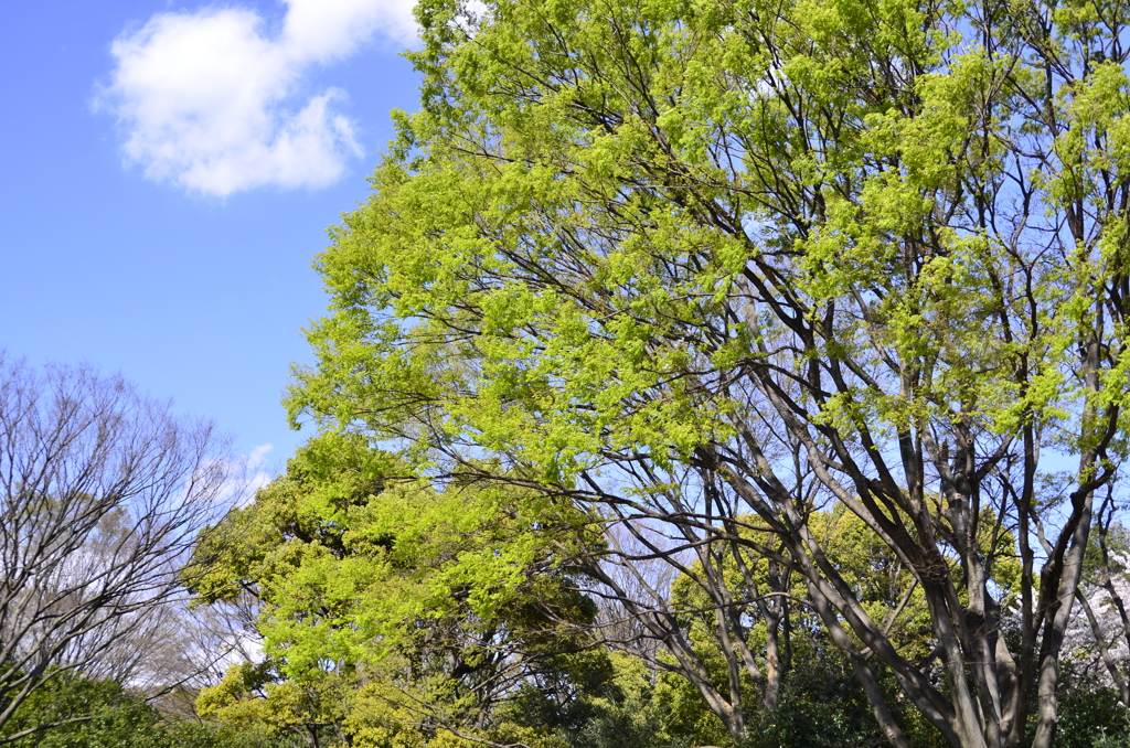 ２０１４．４．４　代々木公園
