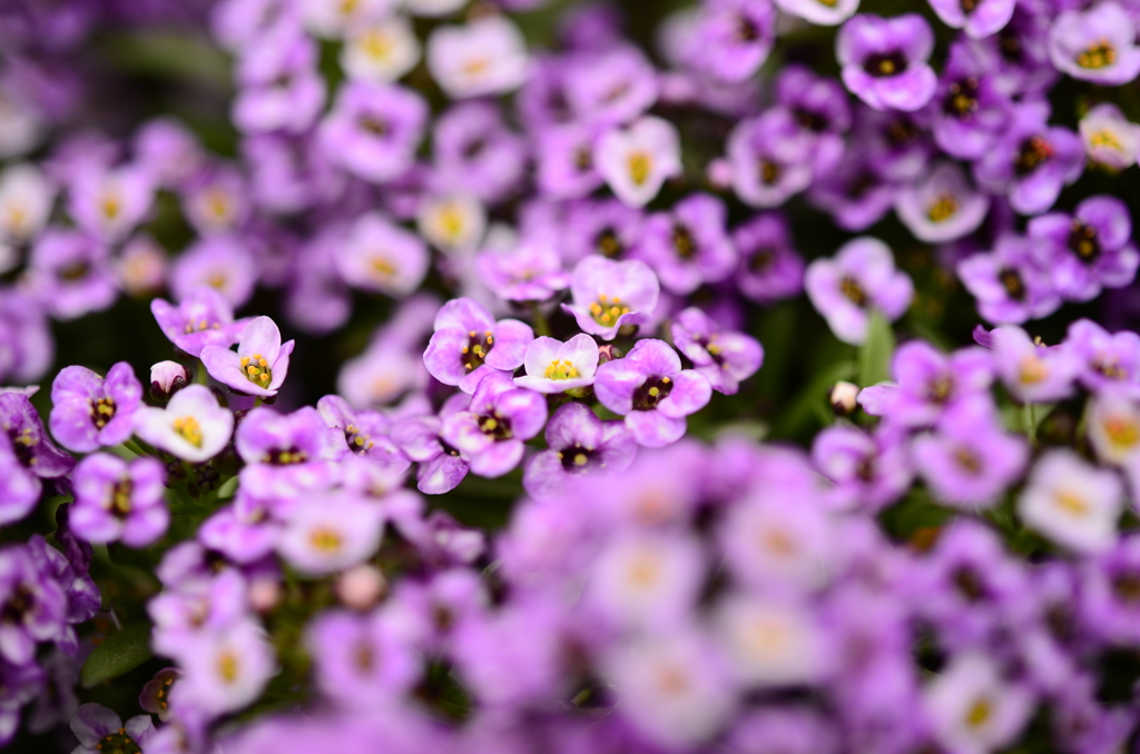 春の花